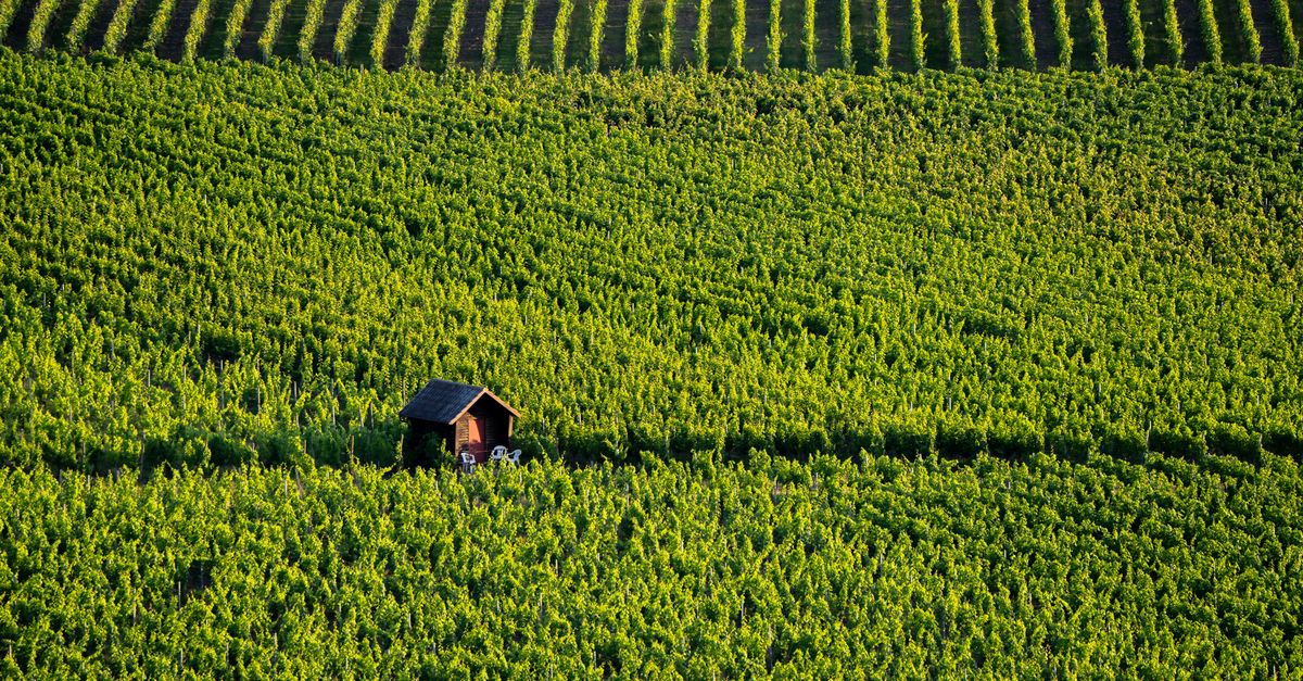 France Heads for an Early August Harvest in 2026