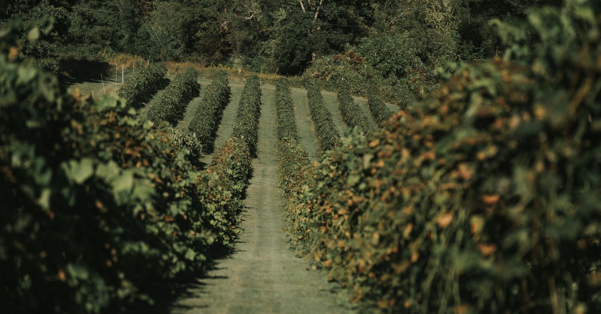 England's 2026 Vintage Looks Exceptional After June Heatwave