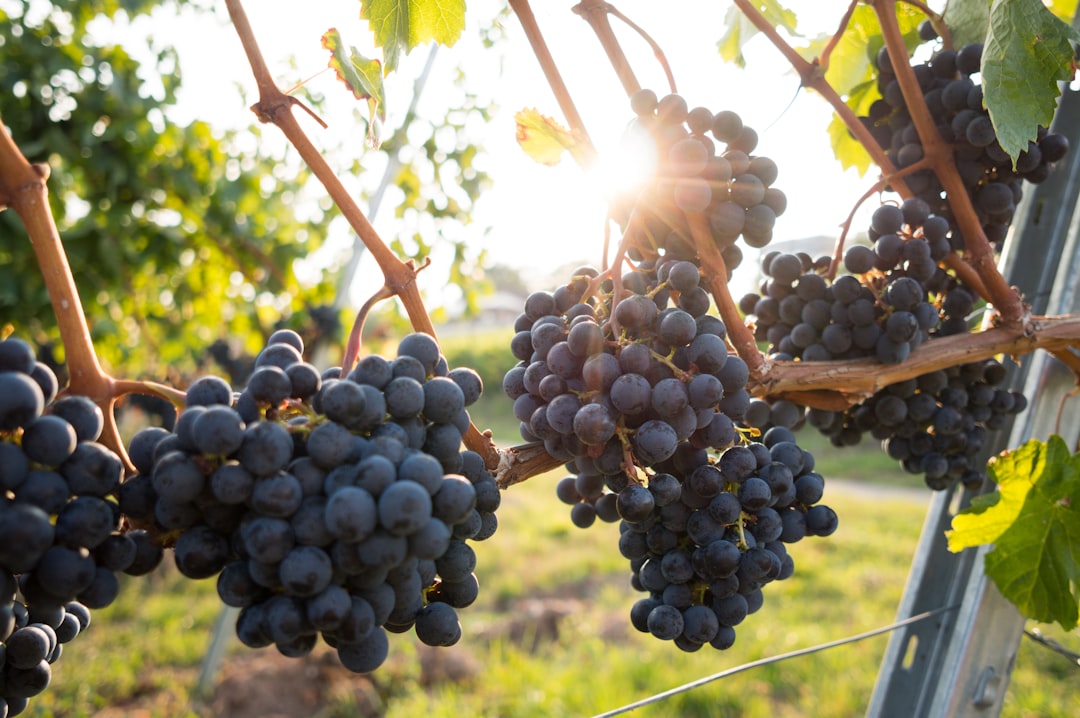 UK Grape Harvest 2026 Starts Earliest in Two Decades