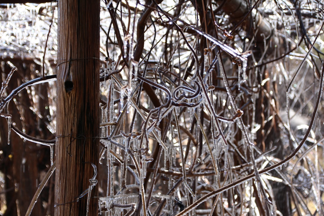 Spring Frosts Hit Champagne and Burgundy