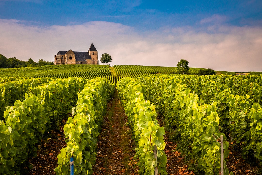 The Case for Rhône Valley Whites