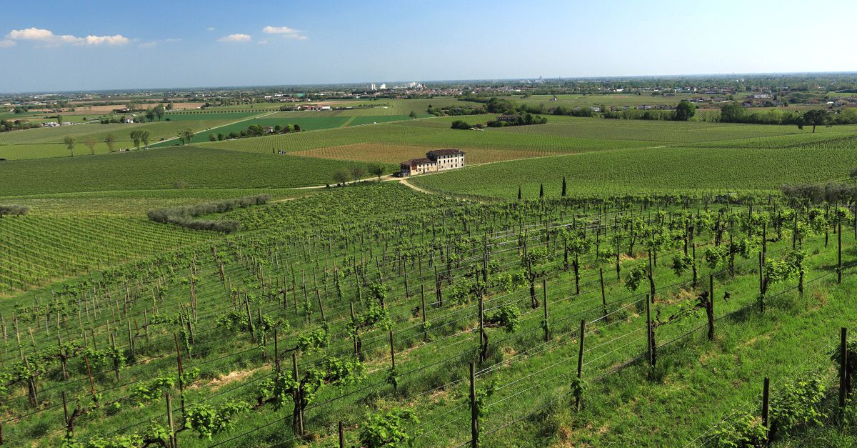 English Wines Win Record Gold Haul at the IWC 2026