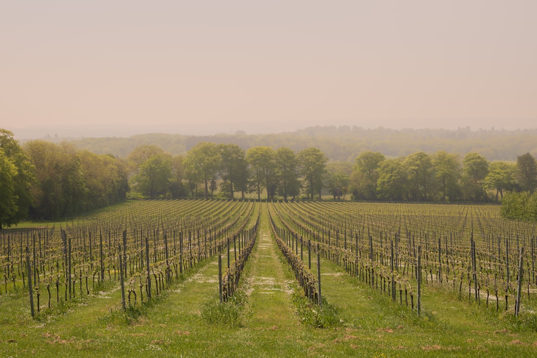English Still Wine Overtakes Sparkling in 2025 Vintage Report