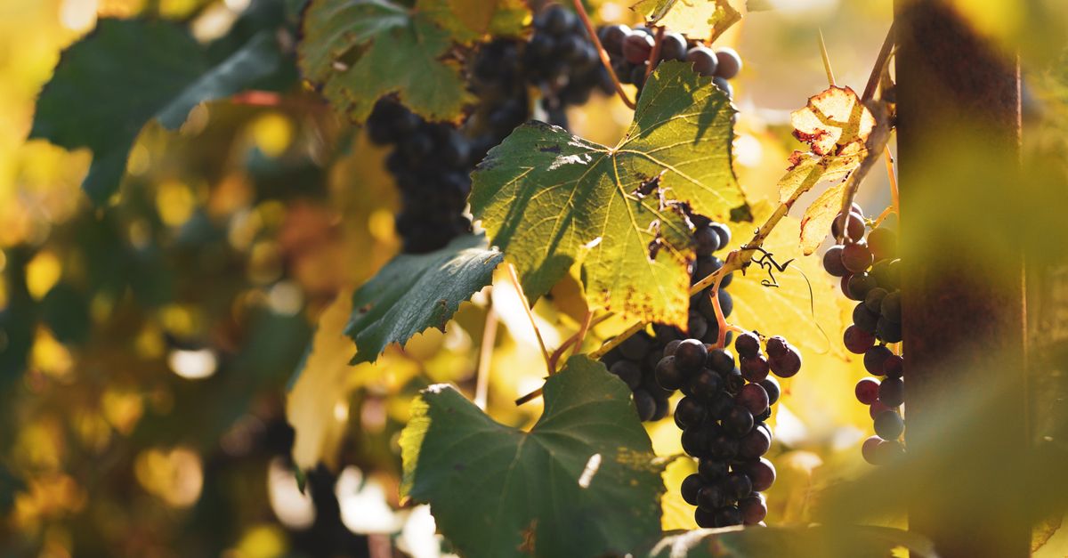 Penedès Becomes the World's First 100% Organic Wine Region