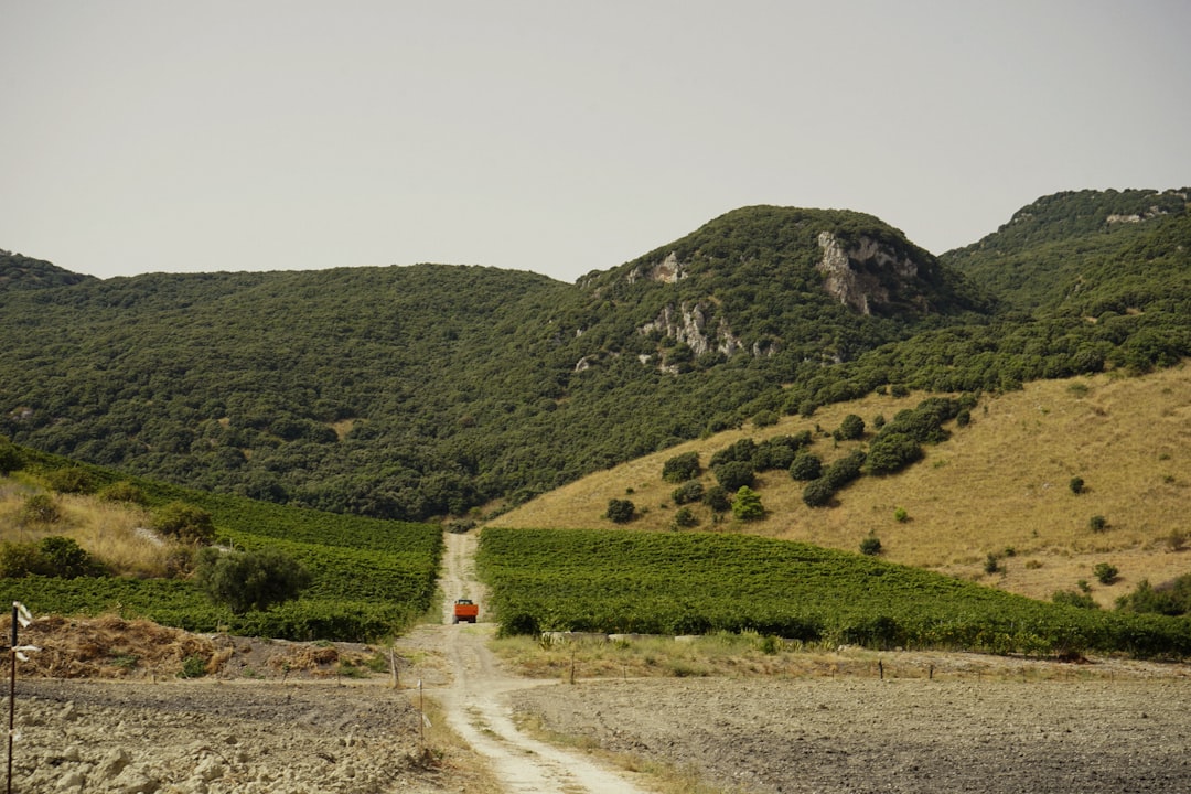 Sicily's 2026 Harvest Looks Good While the Rest of Europe Burns