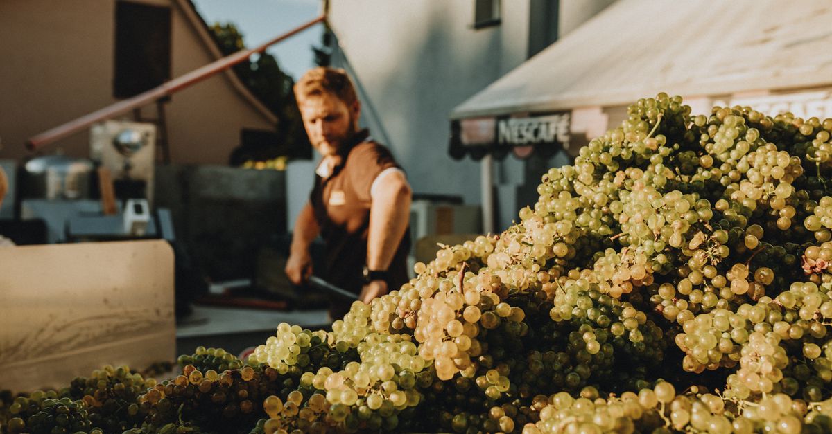 Franciacorta Starts Its Earliest Harvest on Record