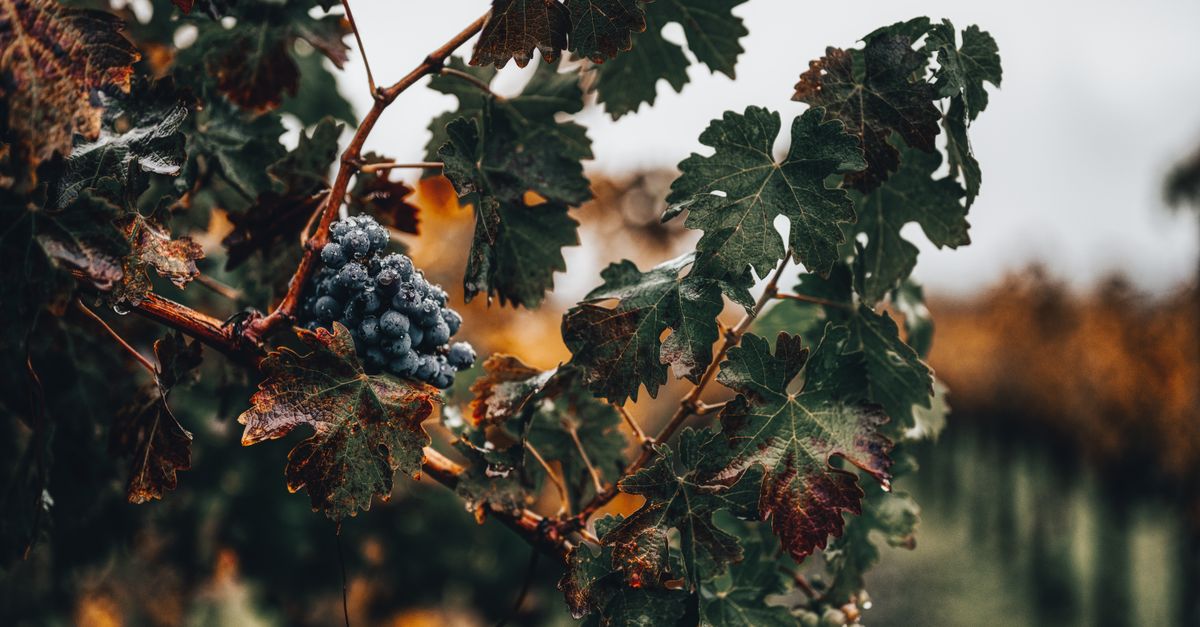 Champagne Starts Its Earliest Harvest on Record