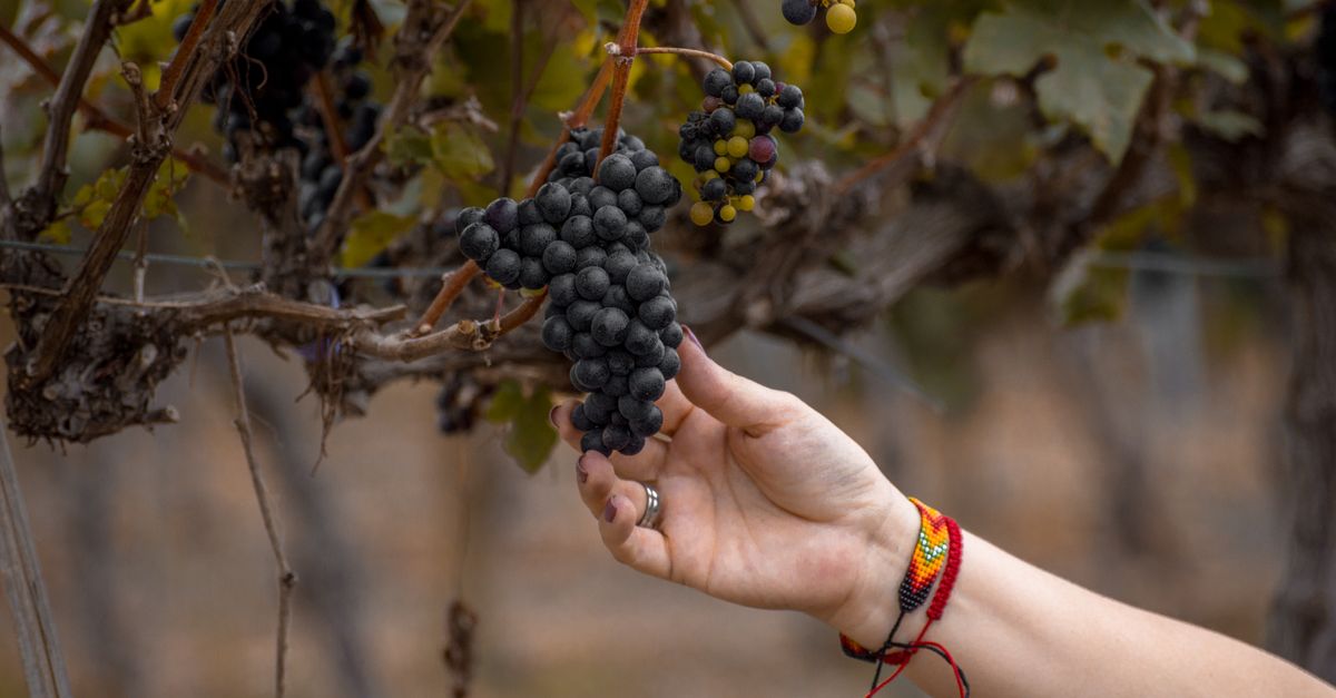 Argentine Bulk Wine Exports to the UK Jump 46.5%