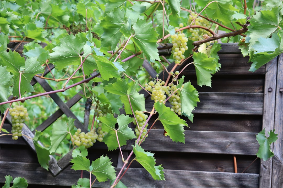 Valpolicella Starts Harvest Two Weeks Early in 2026