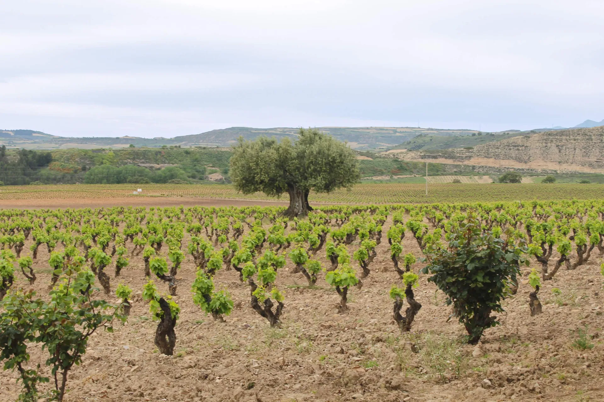Fizz, Salt, Stone & Gold: Uncorking Spain's Four R's Wine Workshop