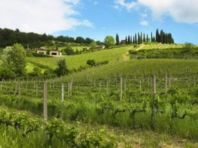 Tuscan pioneer Querciabella with winemaker Manfred Ing – Thursday 5th November