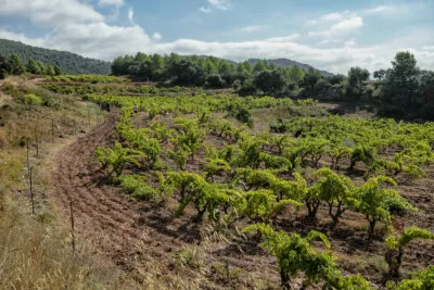Cult-status Priorat with Terroir al Límit – Thursday 29th October