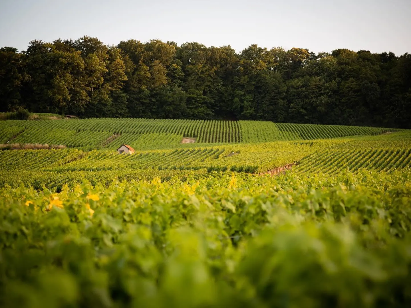 A Bunch of Grapes - A Grower Champagne Panel Masterclass