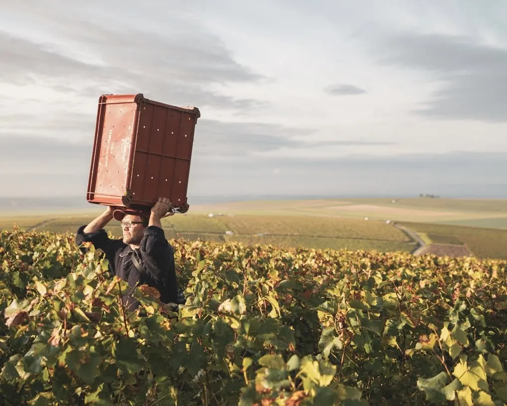 Classics to Savour: A Champagne Walk Around Tasting