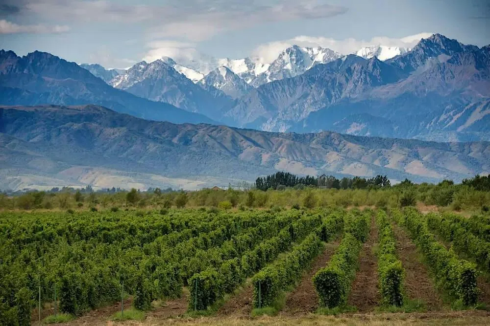World of Wine Tasting: Argentina with Tomas from Vinyes Ocults