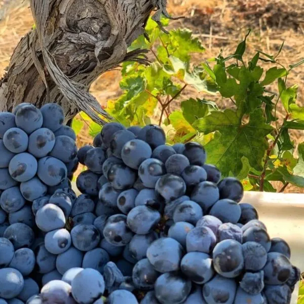 MUST World Wine Tasting Tour – Ancient World