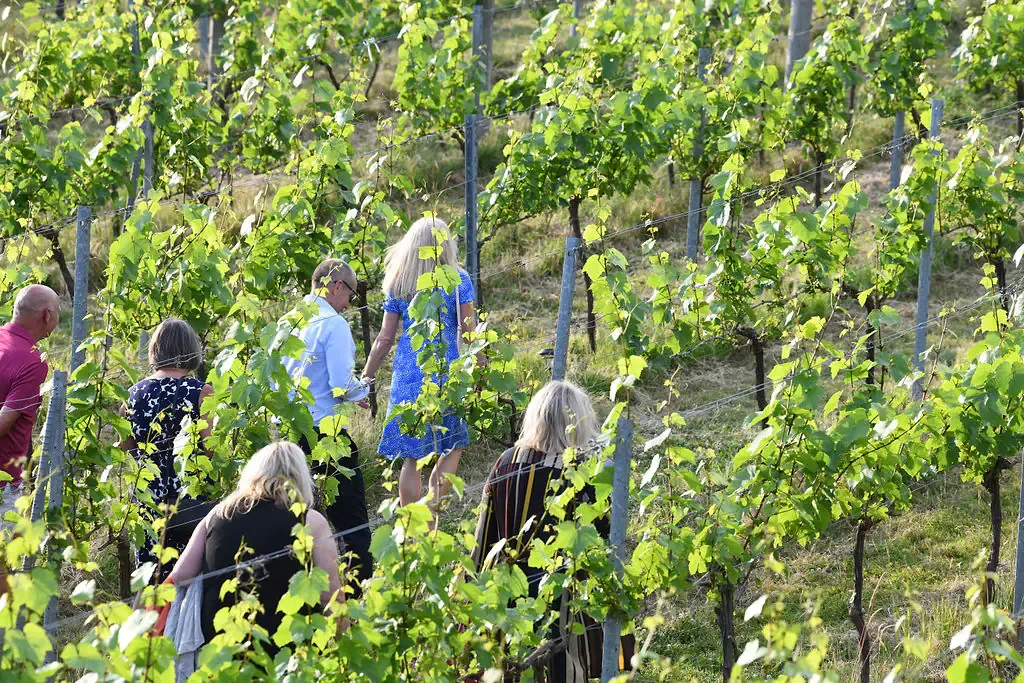 Bolney Experience Tour and Tasting