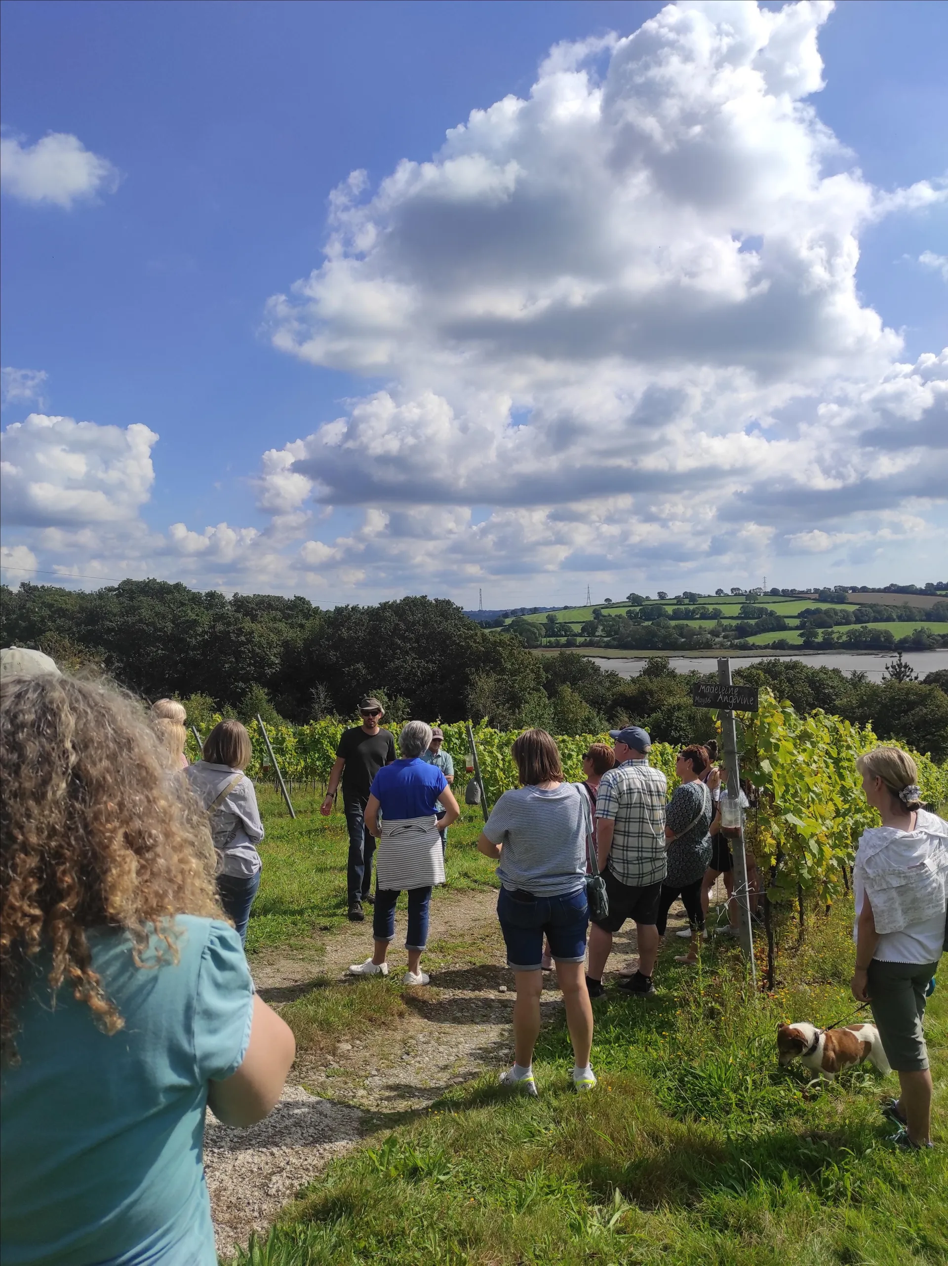 Tamar Valley Vineyard Guided Tour
