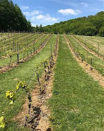 Summer in the Vines at Godstone Vineyards