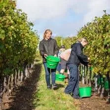 Northern Wine Festival 2027