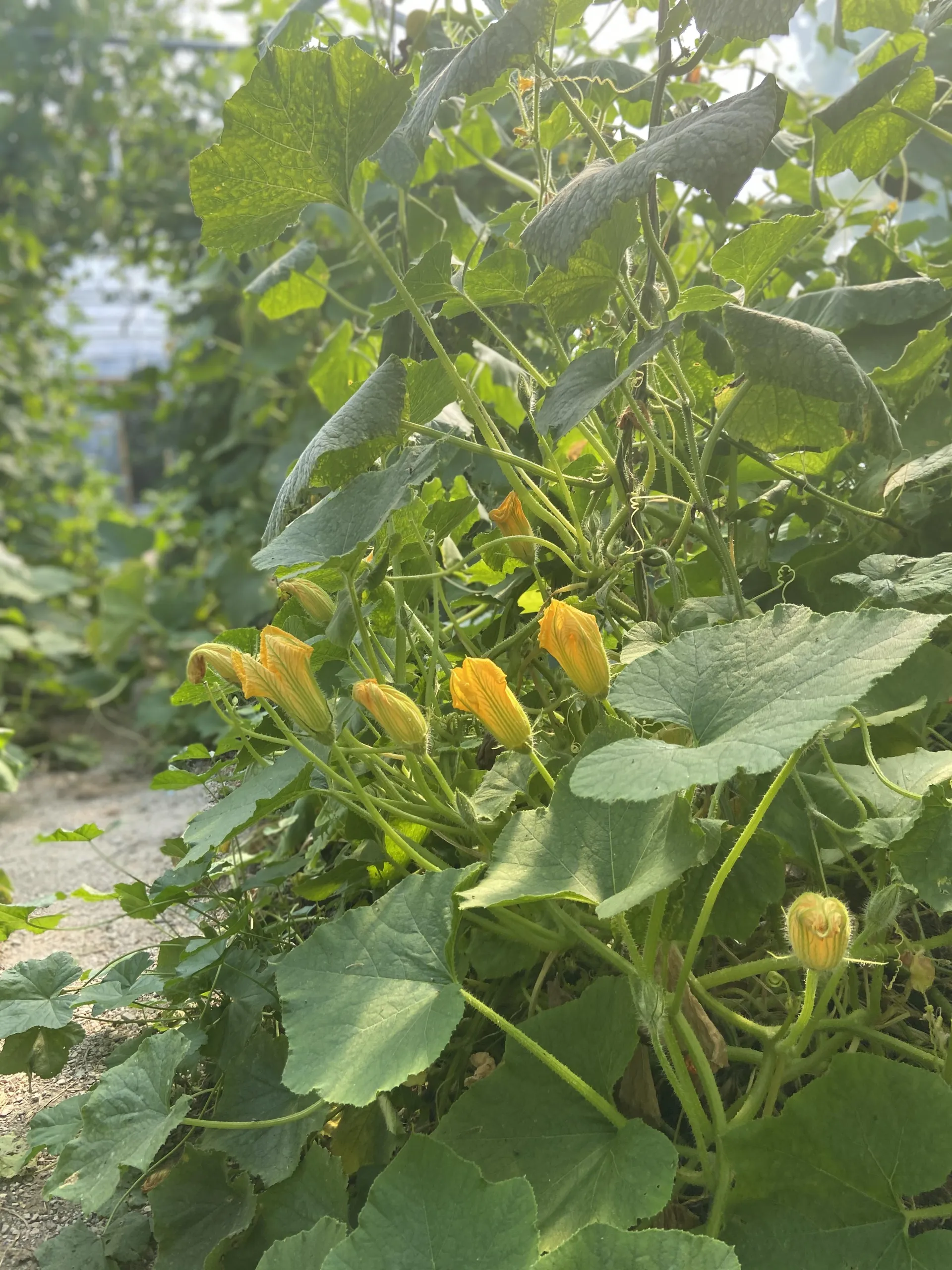 Summer Suppers at Cambridge Cookery & Wine School