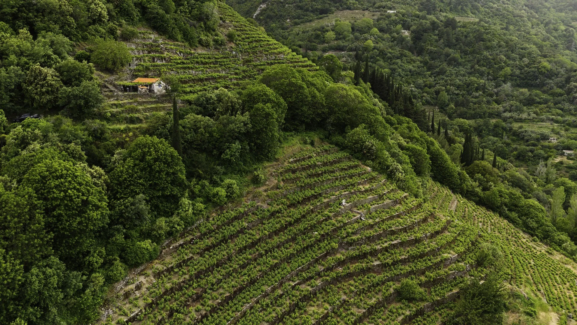 A Grape Odyssey: Greece's Lesser Known Wines