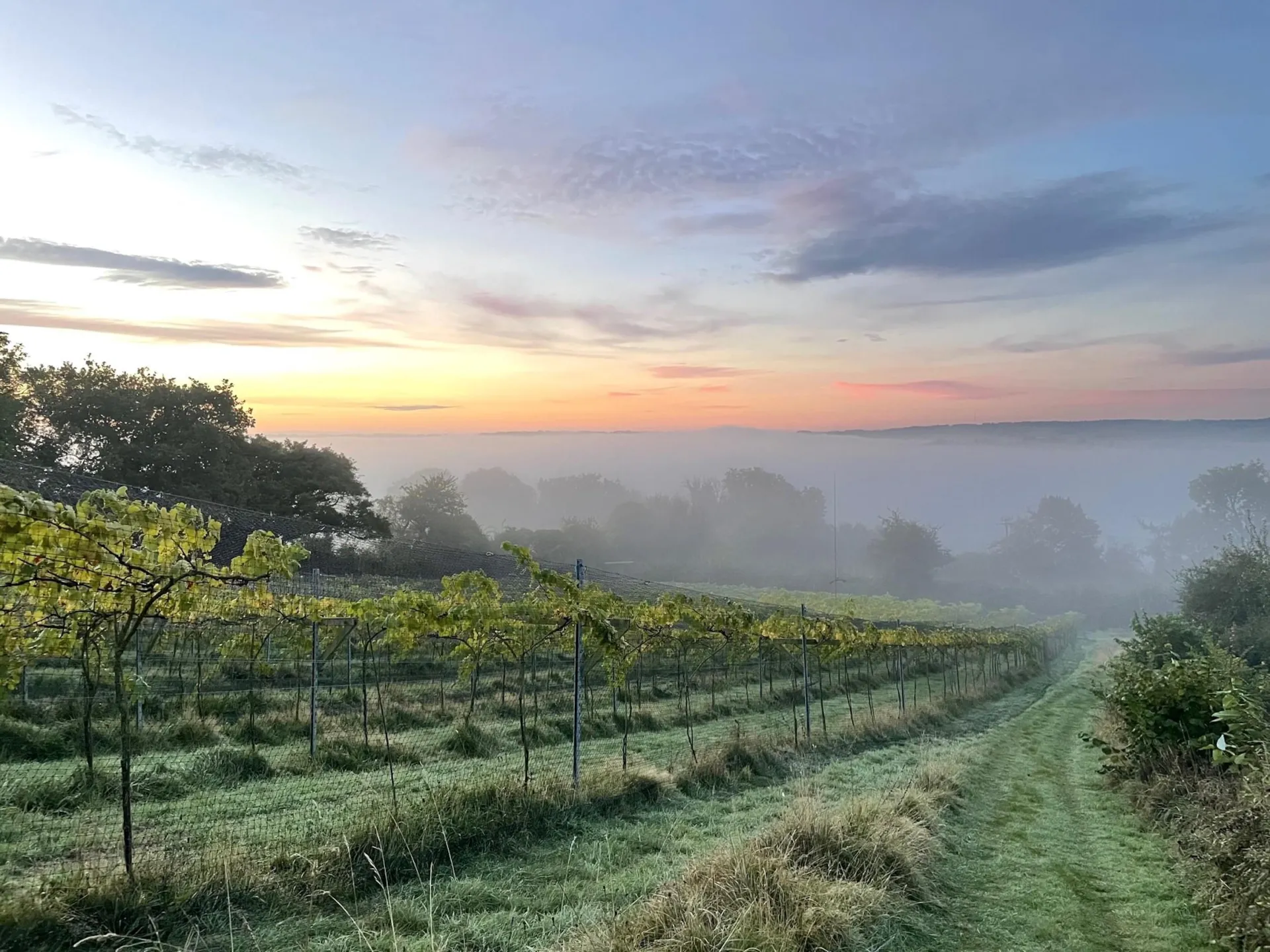 Limeburn Hill Vineyard Tour & Tasting