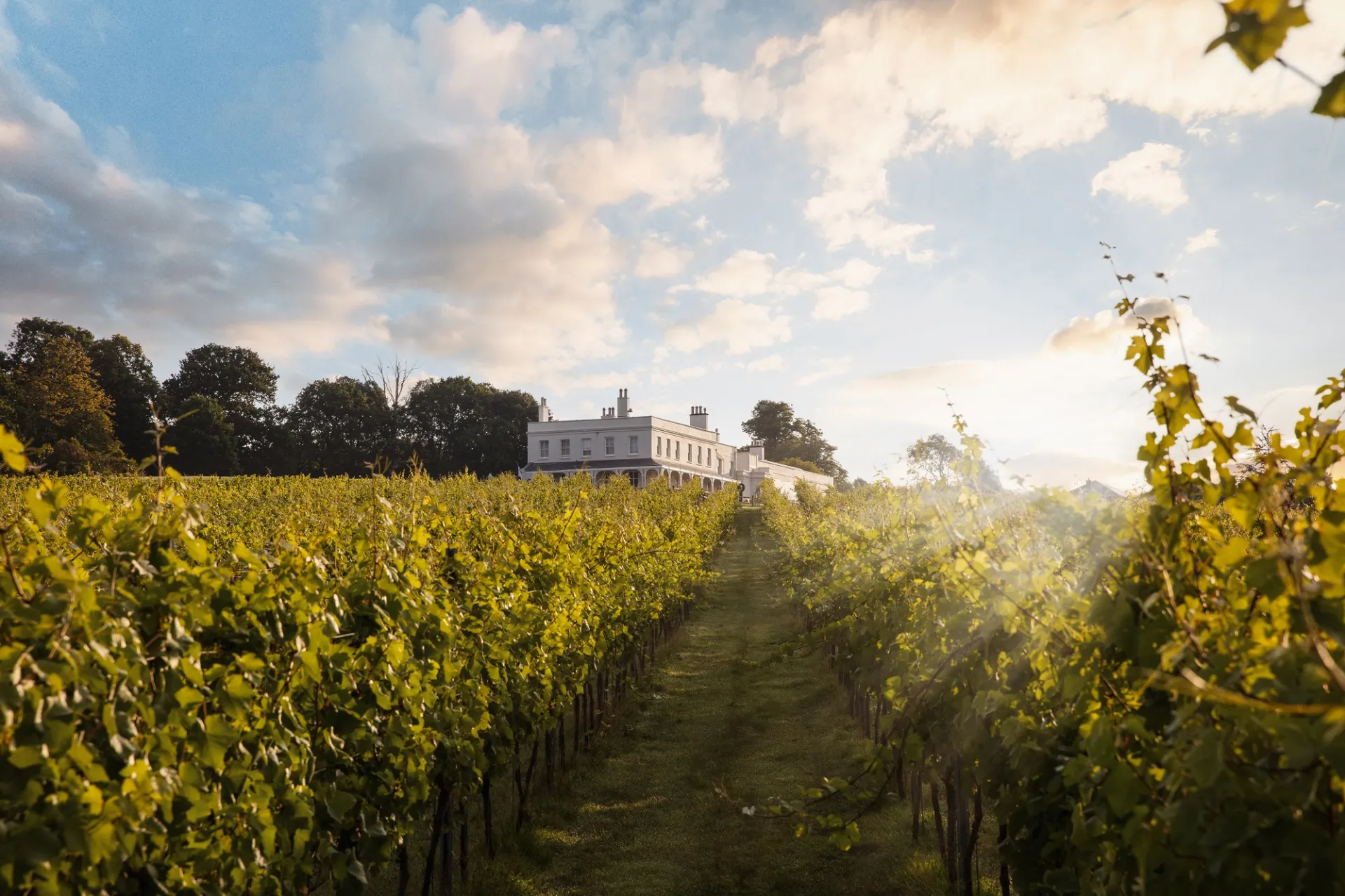 Taste East Devon Festival – Vineyard Tour and Pool House Lunch