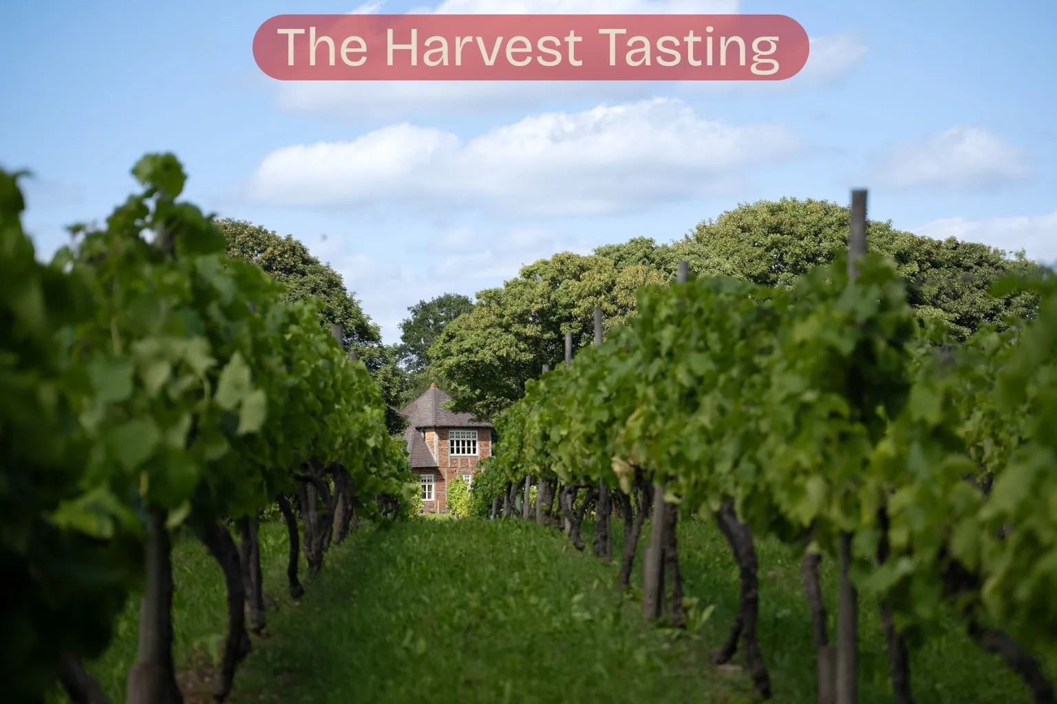 The Harvest Tasting – An Unforgettable Evening of Wine & Cheese!