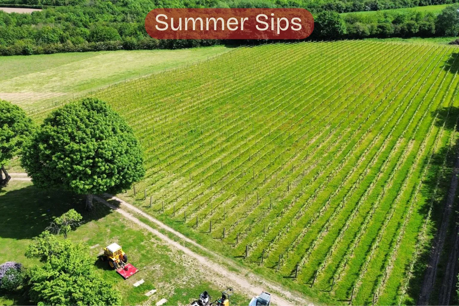 Summer Sips – A Summers Evening Wine & Cheese Special
