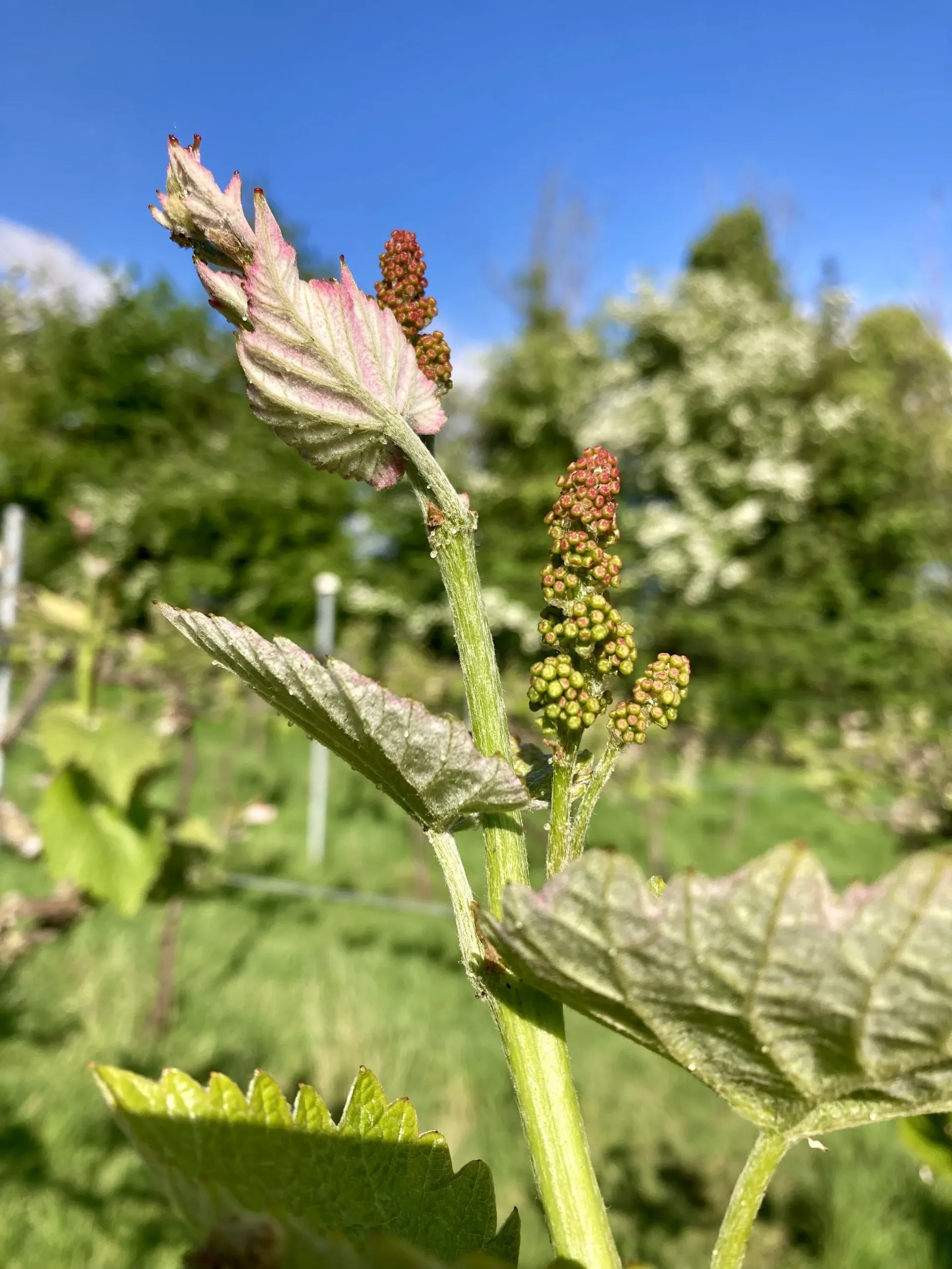 Introduction to Biodynamic Winemaking June 6th 2027
