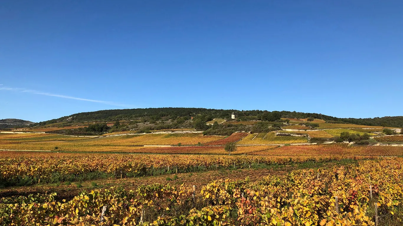 Fine Wine Friday – Domaine Borgeot, Burgundy