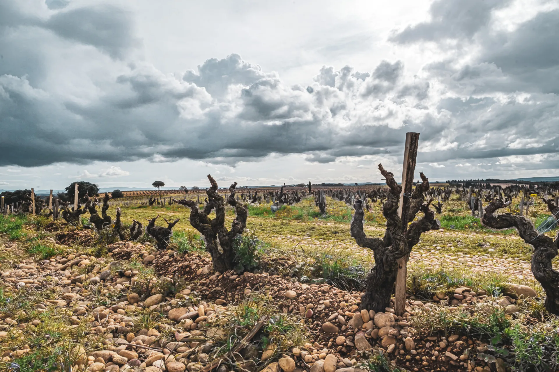 Châteauneuf-du-Pape Masterclass