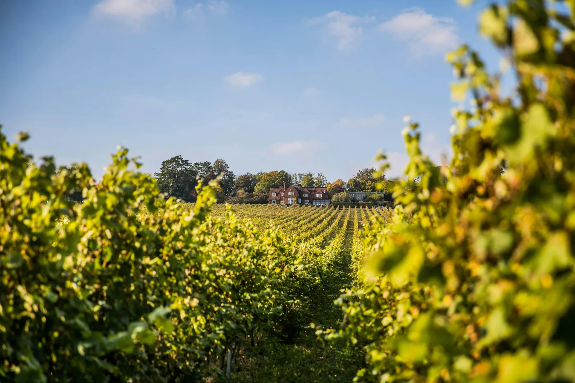 WSET Level 2 Award in Wines Qualification November