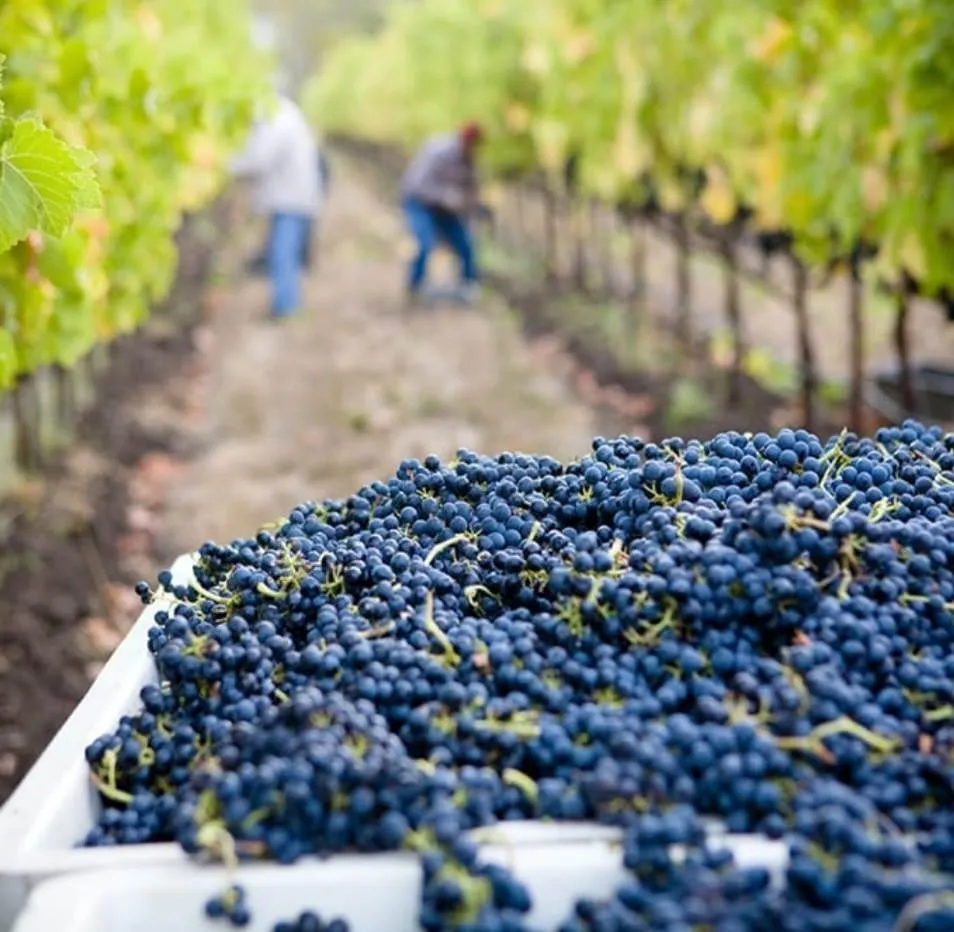 MUST World Wine Tasting Tour – Fine Wine Discovery