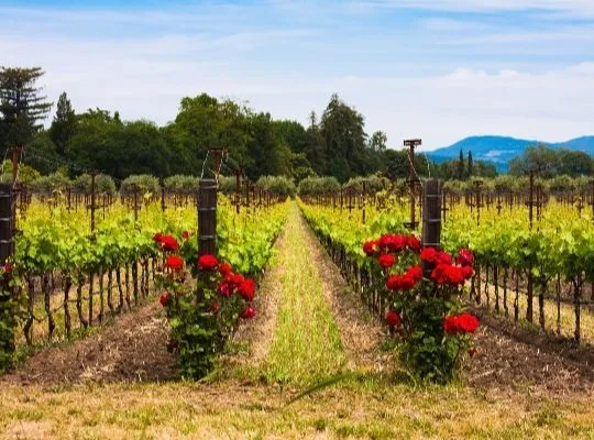 ABC California Wine Tasting