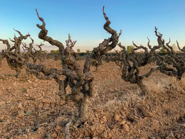 Italian Old Vine Wines Masterclass
