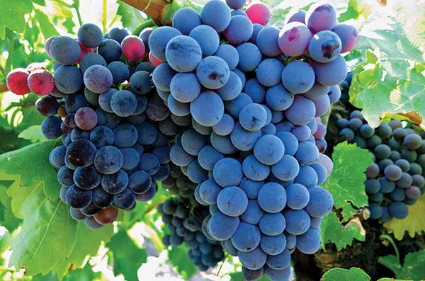 Under the Grape Skin - Syrah & Grenache