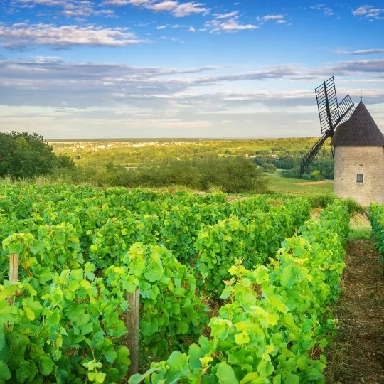 Wonderful World of Wine - Burgundy & Loire