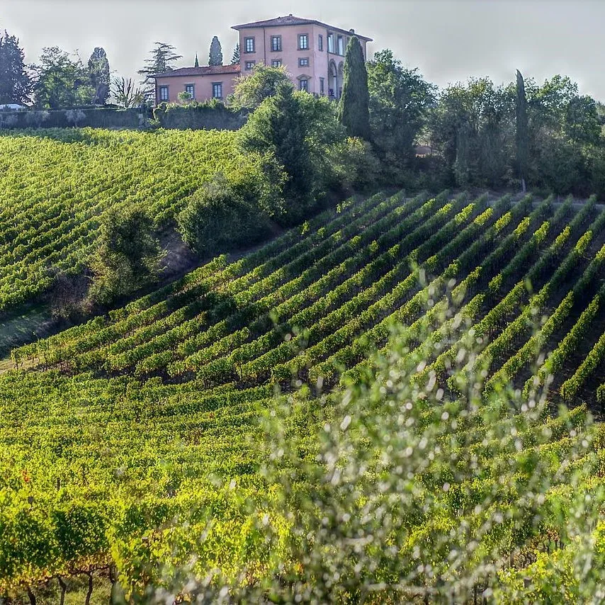 The Ancient Vines of Italy