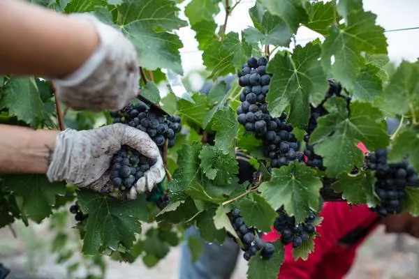 Guess the Grape: Six wines but from which one grape?