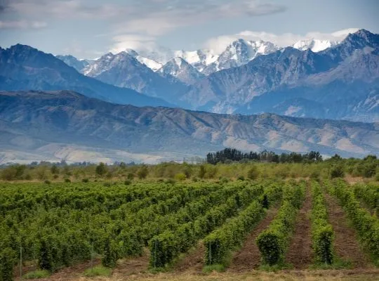 Saturday Discover Wine Experience: The Americas