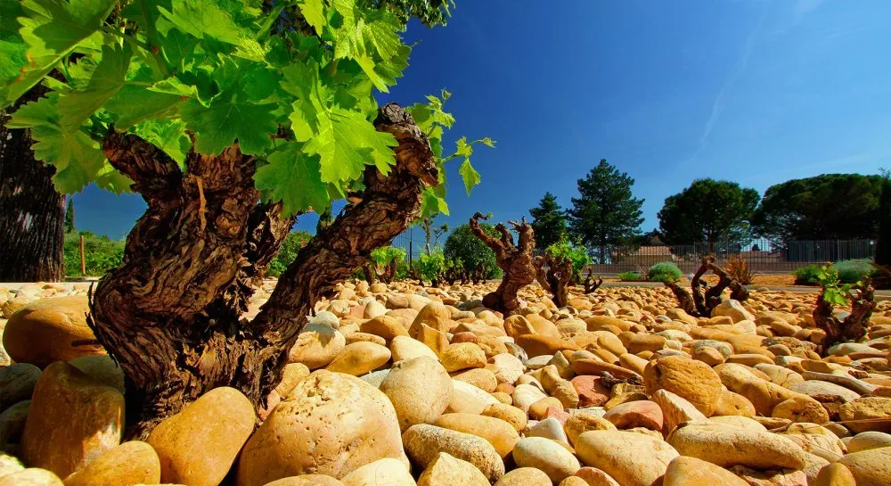 The Ultimate Survivors: The Magic of Old Vine Wines