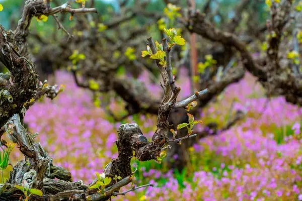 WINES FROM OLD VINES ... bring on the quality!