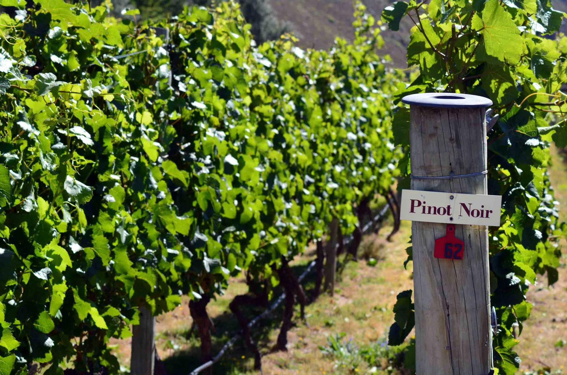 Pinot Noir from around the World