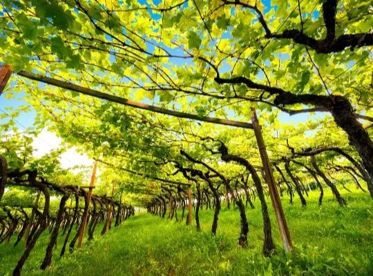 World of Wine - Spain & Portugal