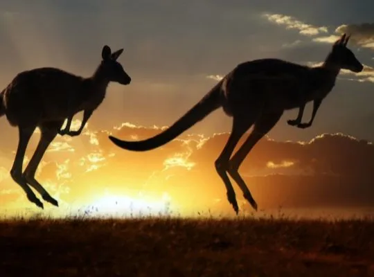 World of Wine - Australia, New Zealand & South Africa