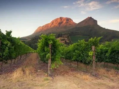 World of Wine - South Africa