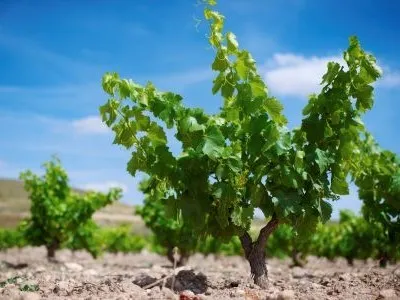 World of Wine - Spain and Portugal