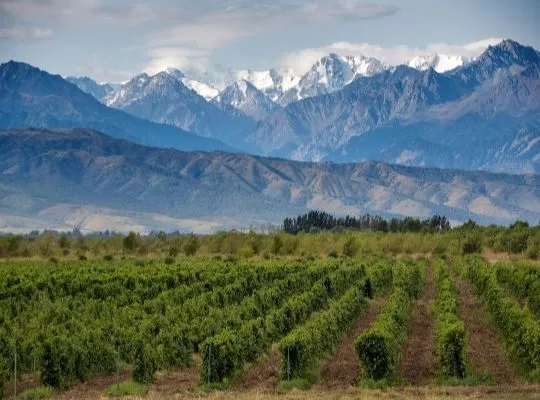 Wines of South America